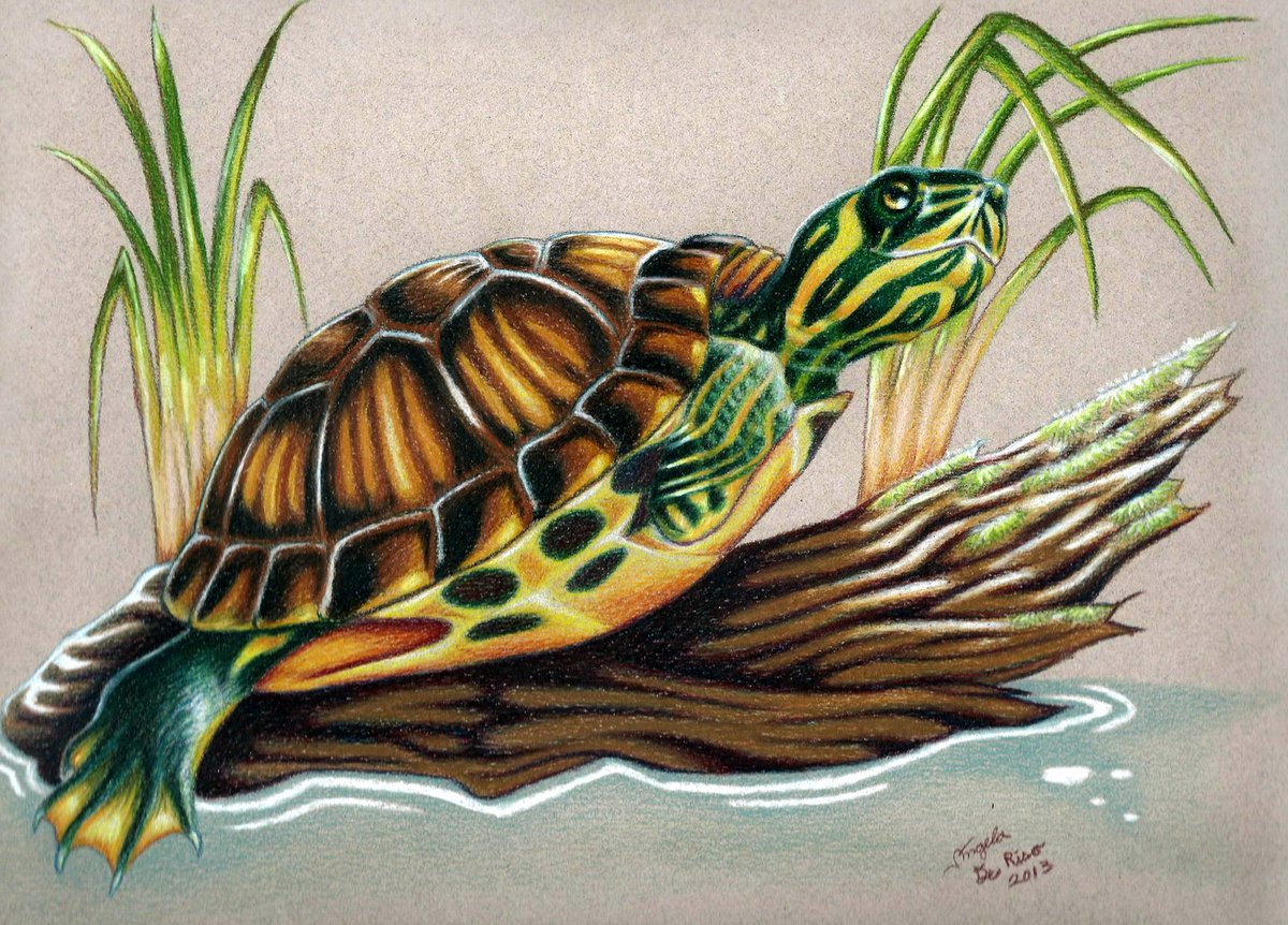 Throwback Thursday! Naturalistic artwork of a Yellow Bellied slider from back in 2013. Used my own turtle as reference when he was a bit younger. Sold to a reptile shop owner locally. #throwbackthursday #turtles #petturtles #turtledrawing #reptiledrawing  #colorpencilartist