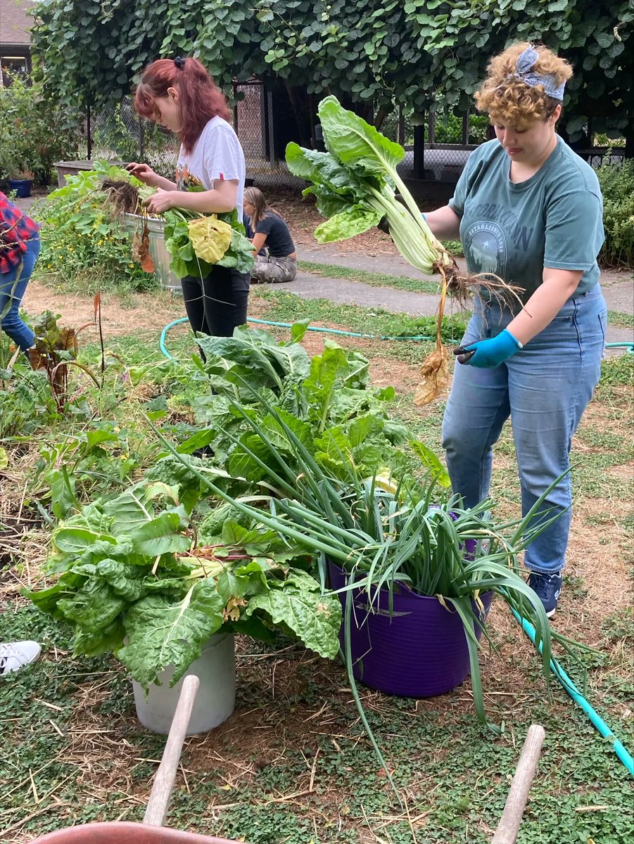 Tilth Alliance (@tilthalliance) on Twitter photo Grateful to have newly arrived students from <a href="/CornishCollege/">Cornish College of the Arts at Seattle University</a> helping harvest, mulch and seed-save today at our community learning garden in Wallingford. For many, this was their first week in Seattle - great to find the soil so quickly! #community #seattle #volunteers Grateful to have newly arrived students from <a href="/CornishCollege/">Cornish College of the Arts at Seattle University</a> helping harvest, mulch and seed-save today at our community learning garden in Wallingford. For many, this was their first week in Seattle - great to find the soil so quickly! #community #seattle #volunteers