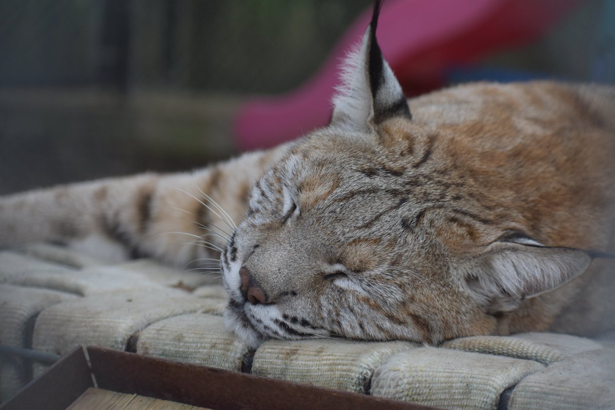 Insync_Exotics's tweet photo. It's time for fun feline facts! Did you know that cats, big or small, average around 15 hours of sleep a day, and can sleep as much as 20 hours? It's hard work being this charismatic, right Otis?
Photo by Dave Smith
#funcatfacts #catfacts #otis #bobcat #naptime #catnap #notpets https://t.co/sO0PhGeWKr