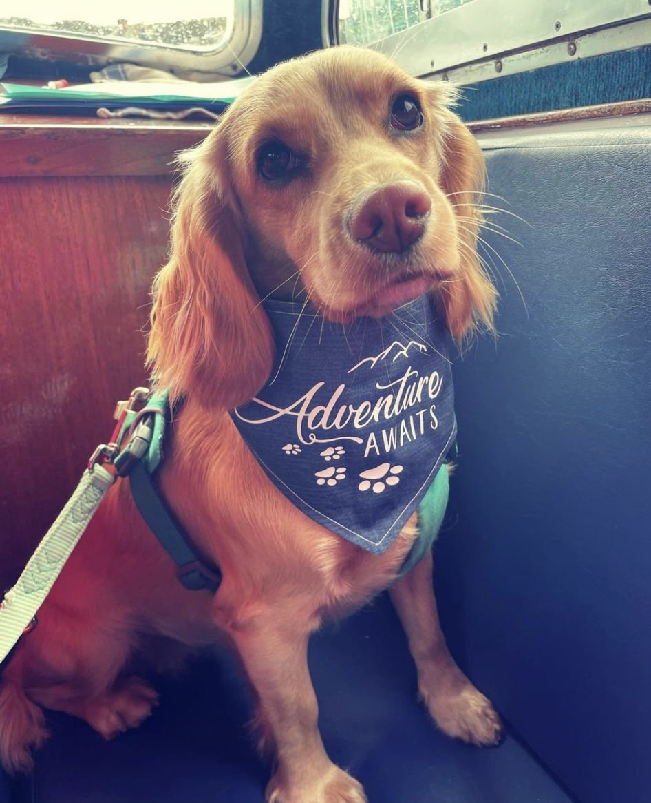 Another pup who lives for adventures with their hoomans! 

What’s your absolute favourite place to visit with your dogs?