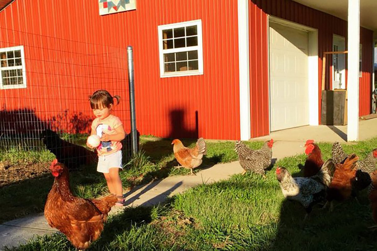 HealthyChickens's tweet photo. Chickens and children both thrive with wholesome natural food, and both need exercise, fresh air, and sunshine! Plus, they can really enjoy each other’s company. Here are some tips on raising them together. 

https://t.co/77ih3UNIeh

#farmkids #homesteading #raisingchickens https://t.co/wHkGDhuApc