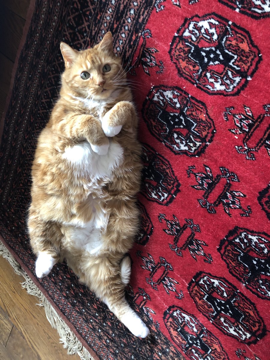 ladynarrator's tweet photo. A-nouchke .... #GingerCatAppreciationDay #GingerCatday #CatsOfTwitter https://t.co/dpMjnZjas1