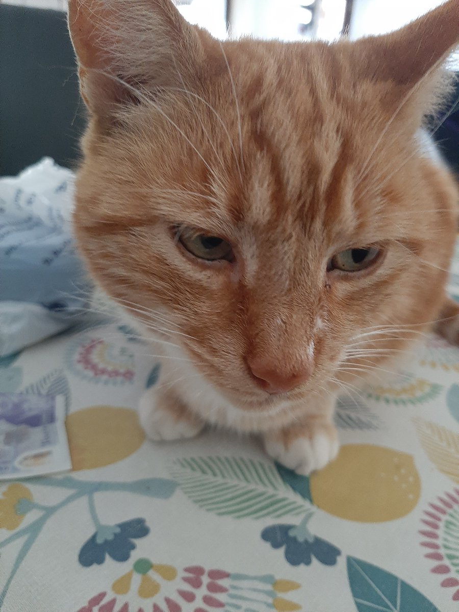 michele_martin2's tweet photo. @NickyMeiklem #GingerCatAppreciationDay Bernard is appreciated. 😻 https://t.co/jbMTDxcj26