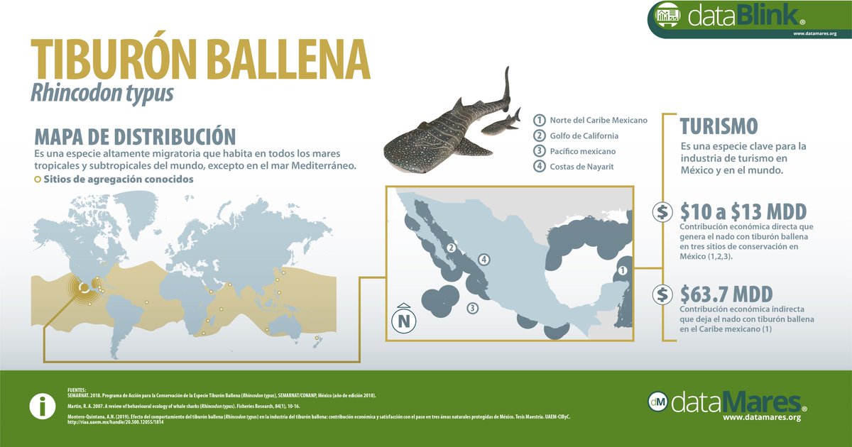 #EspeciesPrioritarias 
El nado mediante buceo o esnorquel con #tiburonballena genera ganancias económicas importantes para las comunidades costeras que dependen del turismo.

Descubre más sobre el tiburón ballena en el #dataPoster: datamares.org/preview/dp_tib…