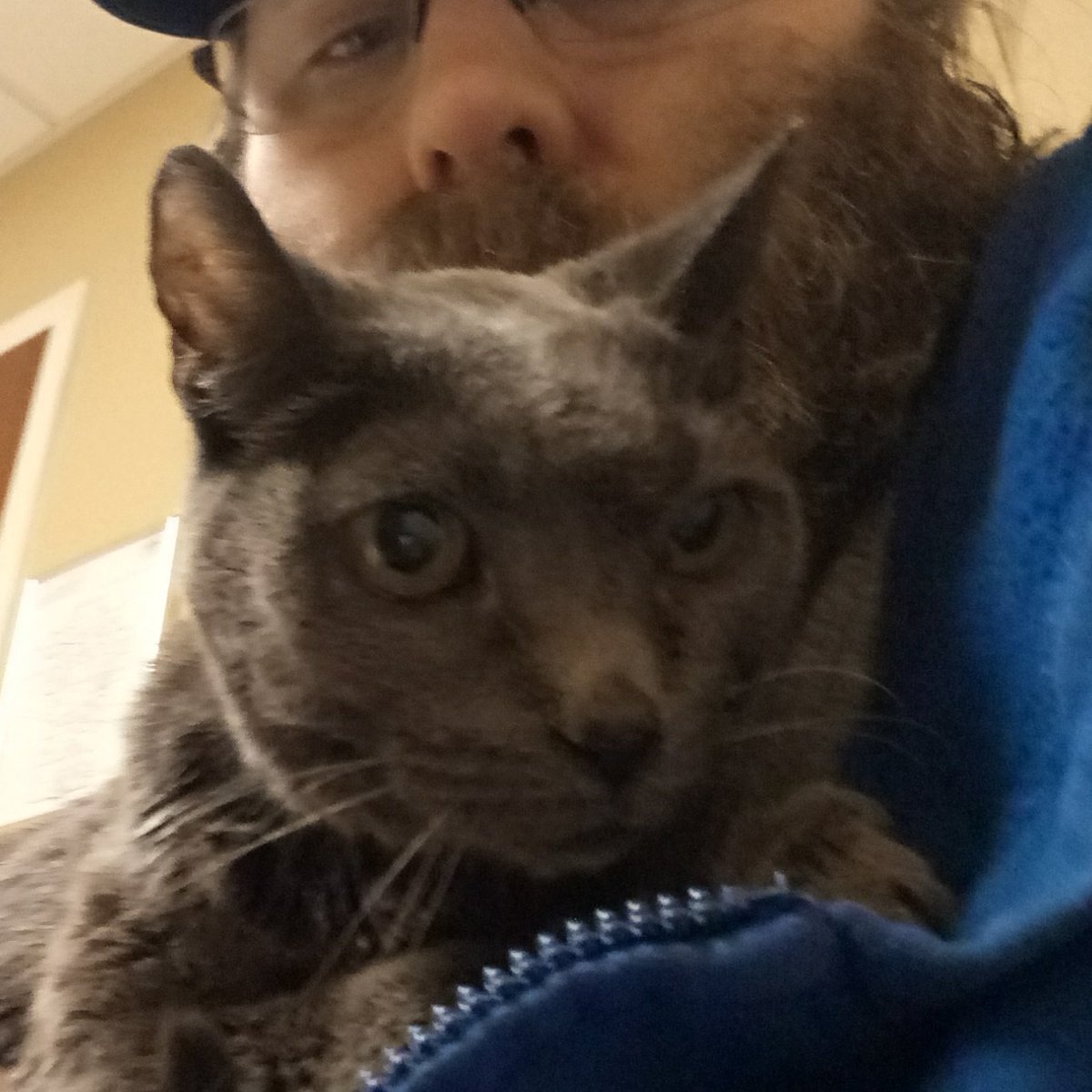 statix42's tweet photo. @GailSimone my cat Ashley  was a russian blue and was an absolute sweetheart. had her for 7 years. still miss her everyday. https://t.co/0cezUx8AyI