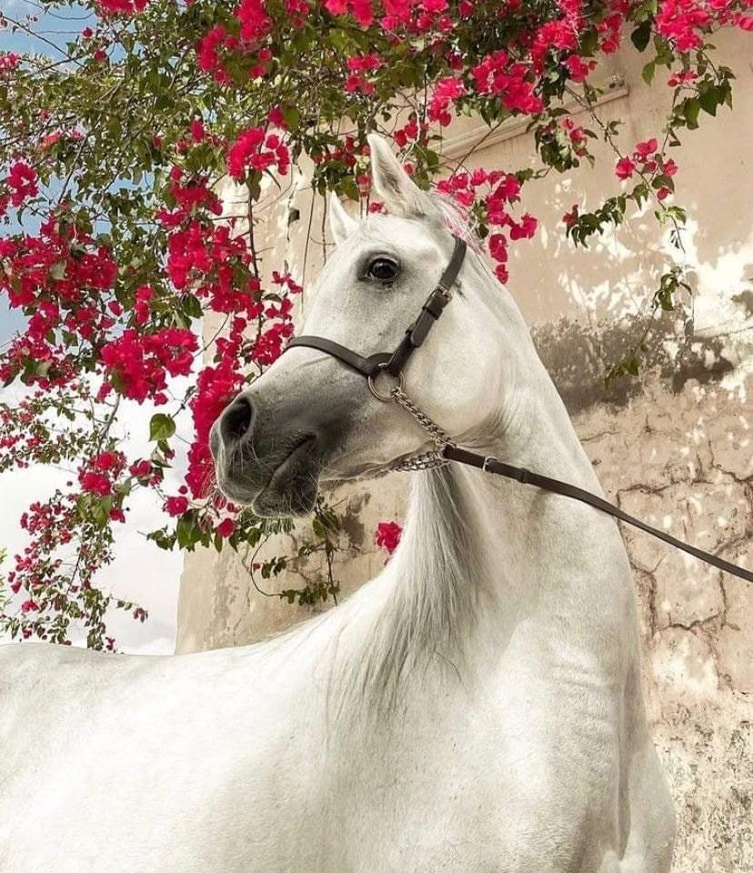 يأتي الربيع إذا النسائمُ هفهفت 
وربيعُ قلبي منذُ قدومك توّردَ🪐🖤