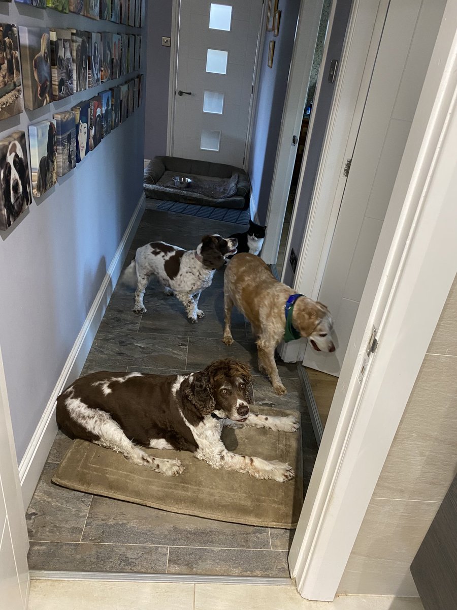 SpanielsSuper's tweet photo. Mum!
We thought we had made it very clear:
YOU ARE NOT TO SHUT THE BATHROOM DOOR!
#PleaseDont #LeaveItOpen https://t.co/JvYq5UMSqX