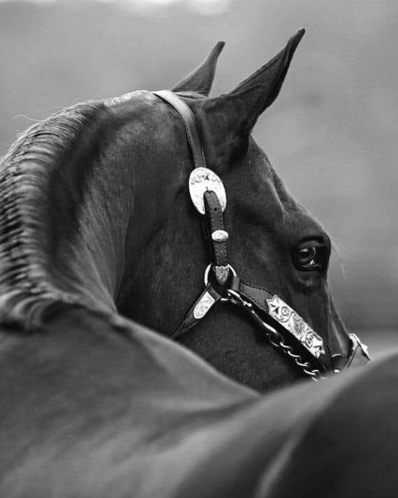 "إنّ الصلاةَ علىَ النبيِّ الحبيبﷺ
 تَكفلُ اسْتجَابة كُل ما خَفِيَ فِي قلبك." ♥️