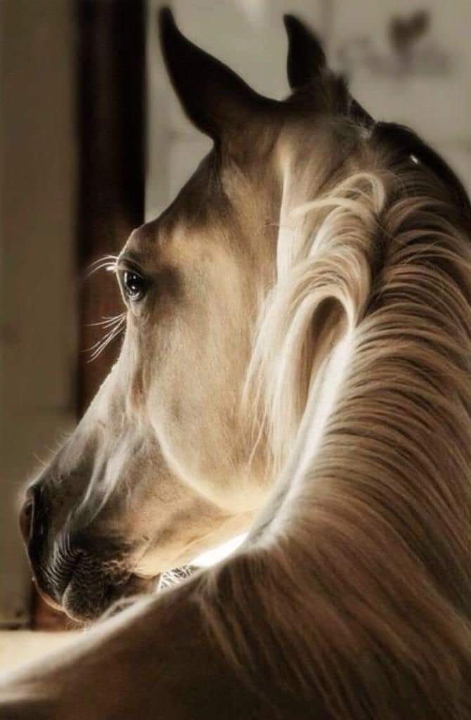 قال رسول الله ﷺ: 
الْبخِيلُ مَنْ ذُكِرْتُ عِنْدَهُ، فَلَم يُصَلِّ علَيَّ..❤