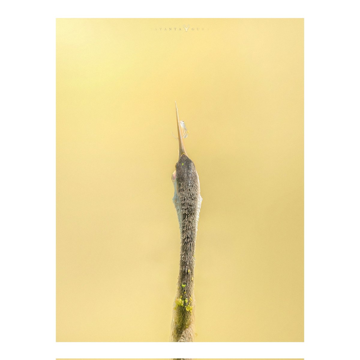 ja_guha's tweet photo. Have the courage to fight with what you have 🤞
@NatGeoIndia
#jayantaguhaphotography
#bbcearth
#natgeoyourshot
#natgeo #EarthCapture #yesbbcearth #animalsofinstagram #naturephotographer #animalplanetindia #animalplanet #animalelite #wild #wildlifephotographer #NatGeoIndia https://t.co/owpxKp0gDC