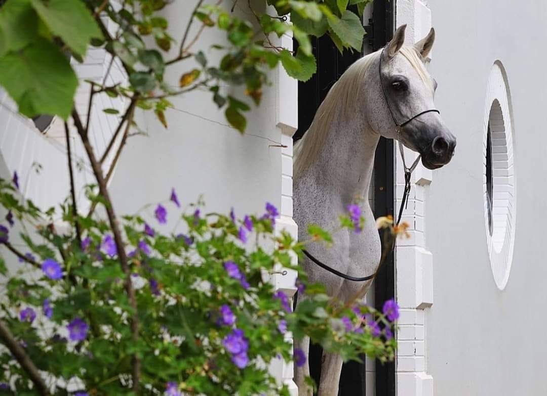 - عساها تمرّ وماتضرّ؛ كل الأيام الصعبة ، يارب " 🌿 💜