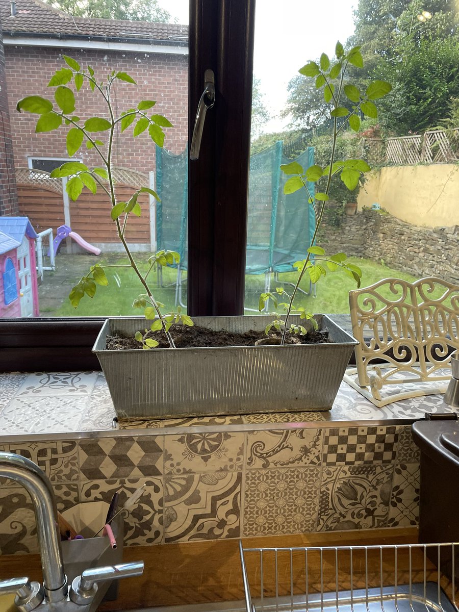 Foxy2685's tweet photo. @HolyFamilyOL8 Just waiting for my Tomato’s now, lovely purchase from last year. How are everyone else’s? X https://t.co/QWRP2rvFqk