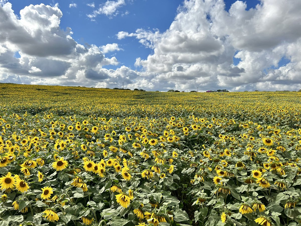 michelle anderson tweet media