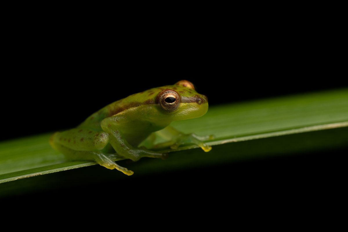 Tapir Valley Nature Reserve, a private reserve in Costa Rica that has been rewilded by the local community, is the only home of the newly discovered Tapir Valley Tree Frog (Tlalocohyla celeste). The frog’s call helped it come out of hiding. rewild.org/news/new-frog-…