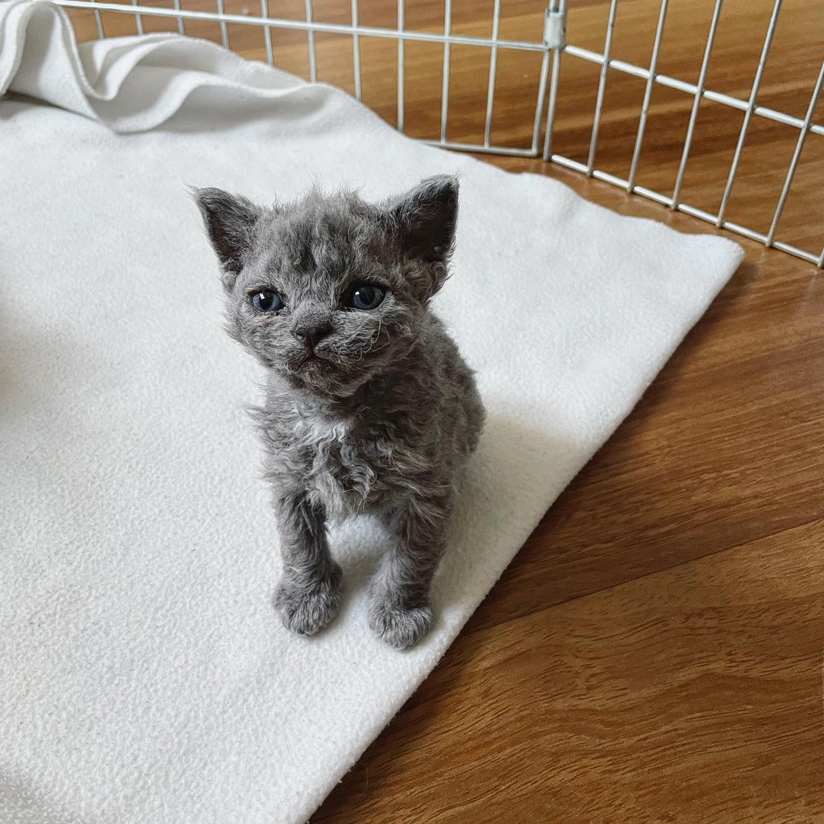 Animal Planet tweet media