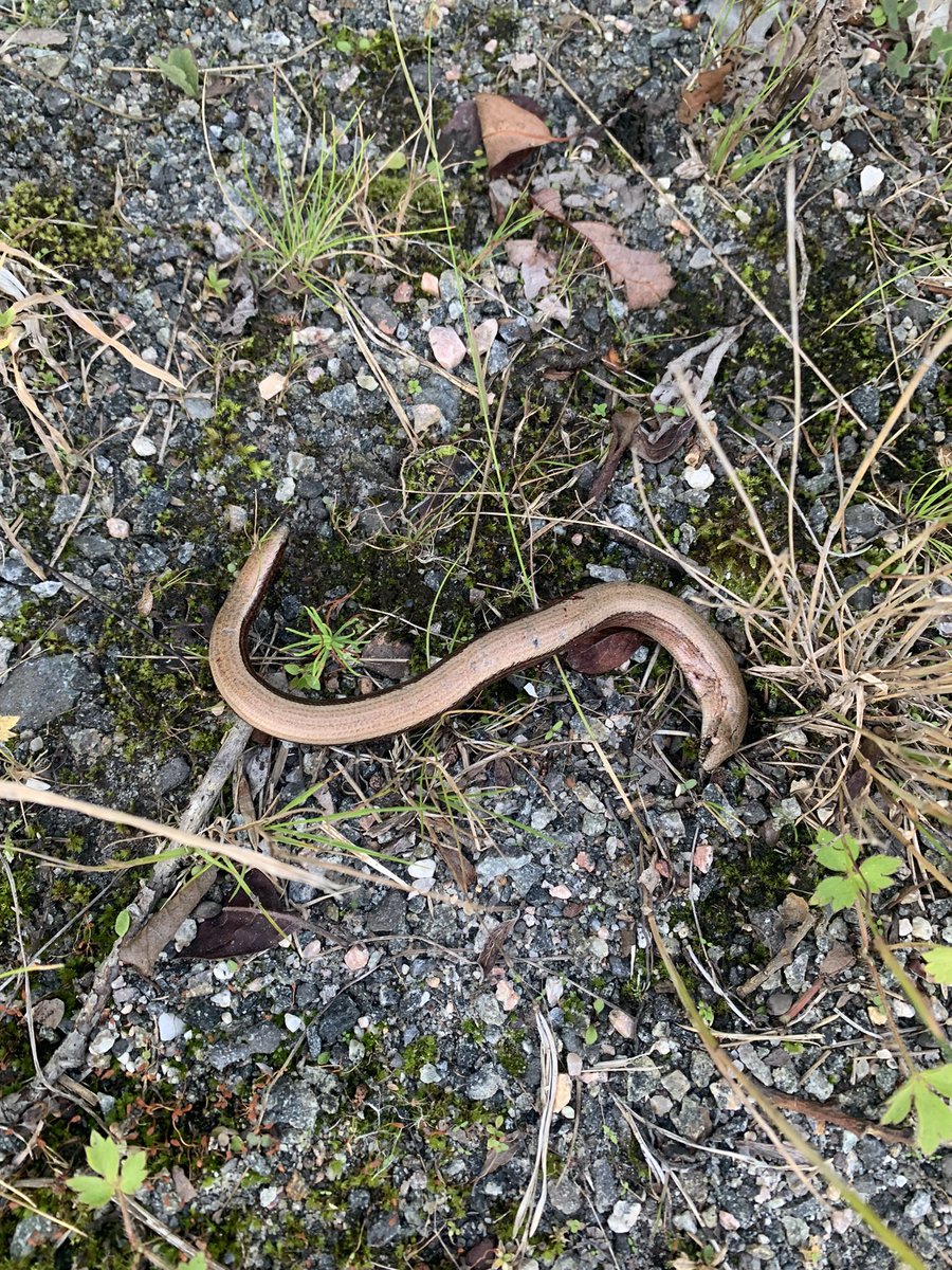 millifoxxx's tweet photo. @EmmarkGadgets It must be a sign! @Nickis_Dead and I found my #lizzard ♥️ @shilllin in the 🗑 #yday🖇 #w other  #everlasting beloved $SHIT from @LEGO_Group and @PlaymobilUK 😳 Today I found him #wout legs in front of my 🏡🫦bitten by my @cozypront @CetsOnCreck 🐈‍⬛ https://t.co/WKSowuZ9Ww