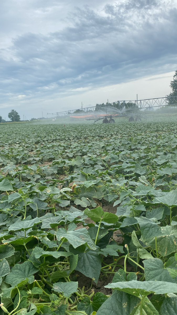 jordan_apers's tweet photo. The 2022 cucumber campaign is over already, feels like we just started. Can’t wait to start the 23 season. #plantpickrepeat #ontag https://t.co/VwqmwkBfdQ