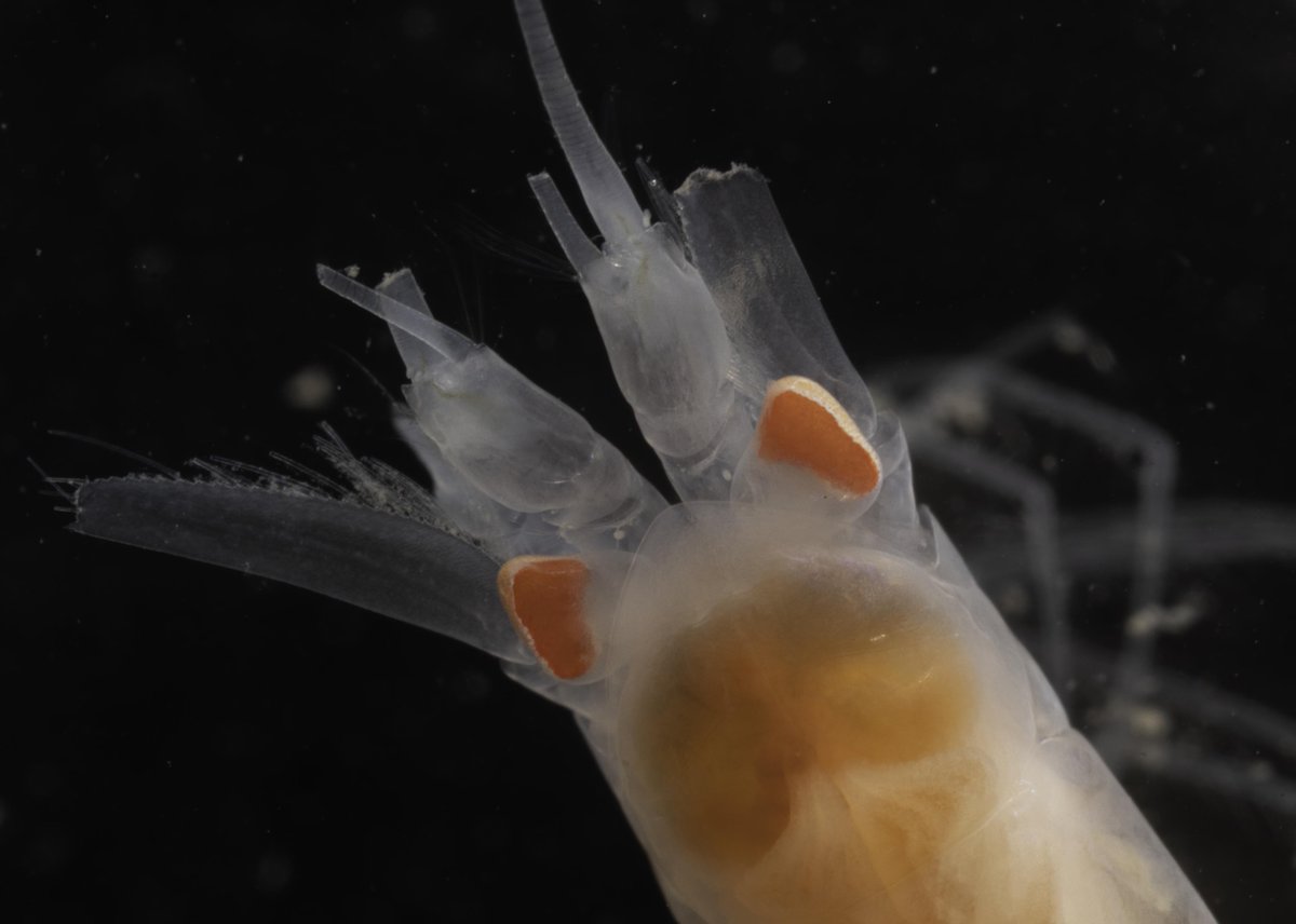 pansdamen's tweet photo. #DeepSea #Mysida looking out at usin the #hadal samples from the #AleutianTrench. Fascinating. Why do they have such developed eyes this deep? #Bioluminescence? Always something new to look at in #AleutBio samples! @geobiodiversity https://t.co/vdoGDrglPy
