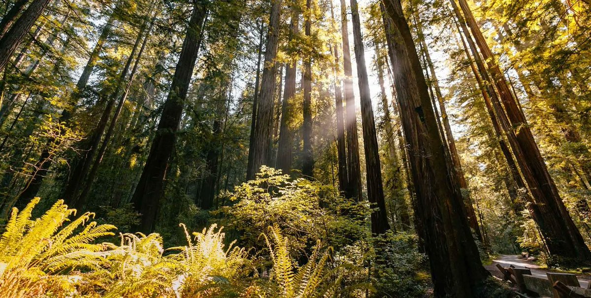 Sonoma County Tourism applauds our state Senate and Assembly for its bold environmental actions yesterday, approving billions in climate spending and committing to new pollution control policies to protect the future of all Californians. buff.ly/3e5uGj0