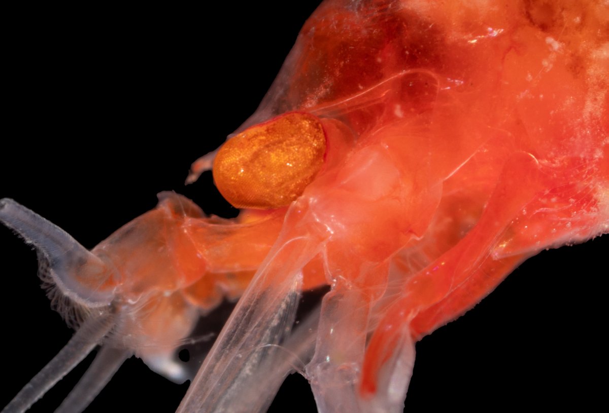 pansdamen's tweet photo. #DeepSea #Mysida looking out at usin the #hadal samples from the #AleutianTrench. Fascinating. Why do they have such developed eyes this deep? #Bioluminescence? Always something new to look at in #AleutBio samples! @geobiodiversity https://t.co/vdoGDrglPy