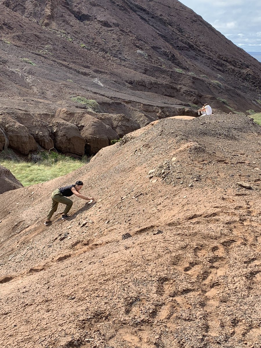 antoineloucha62's tweet photo. Today on Saint Helena with @Aduham01 and @joseph_julien we went again to Prosperous Bay, amazing site with nice fragile fossils of frigatebirds, and many others including rare landbirds #sainthelena #sainthelenaisland #fossilbirds #islandbirds https://t.co/VWI7x3eQR8