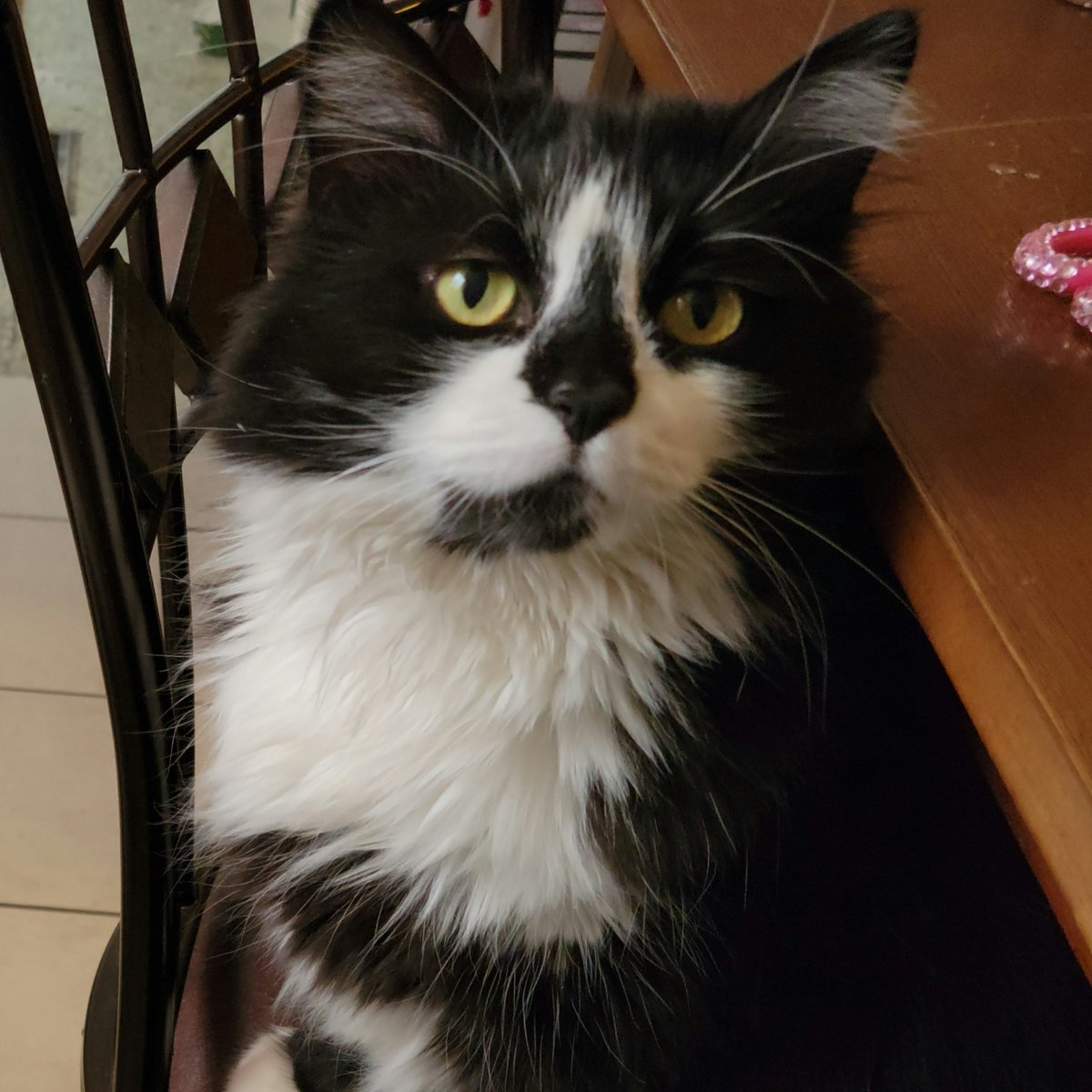 beazycat's tweet photo. I fink I'z willz letz Maom vidzeo meez tamorow. Havz't dun dat inz a wiles.
#Beazycat
#VideoComingSoon https://t.co/HH0zPzz70S
