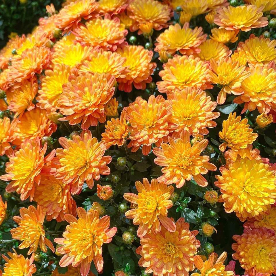 Our autumn plants have arrived!!!