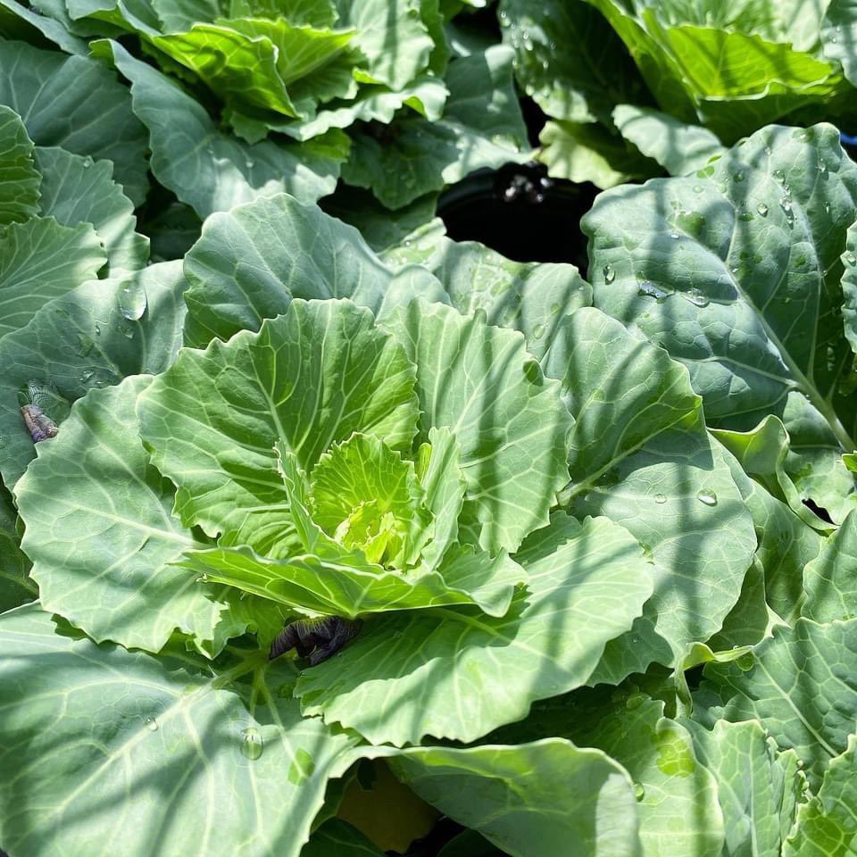 Halifaxseed's tweet photo. Our autumn plants have arrived!!! https://t.co/sMB5M12eQS