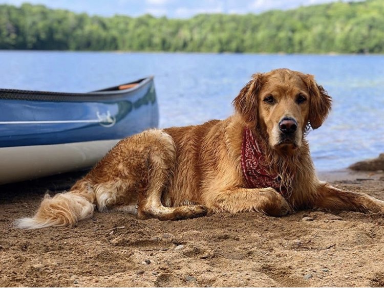 Swift_Canoe's tweet photo. T-Minus 24 hours to the Long Weekend!
May the weather be warm, the portages short and flat, the sunsets spectacular, the company enjoyable, and the memories last a lifetime. #getoutside #paddlehard https://t.co/9p4lXzK8cm