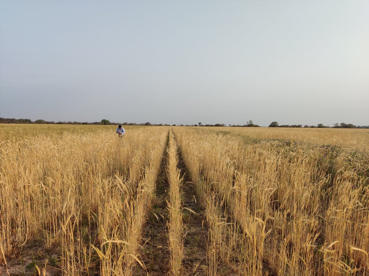 ag_argentinagro's tweet photo. @Rickyslow1970 @JorgeLMercau @SchultzWilly @Rickyslow1970 ..en respuesta al tema del seguro..lote con franjas de No nodulación. Al menos queda el Centeno ocupando espacios! https://t.co/zSobx6ojbG