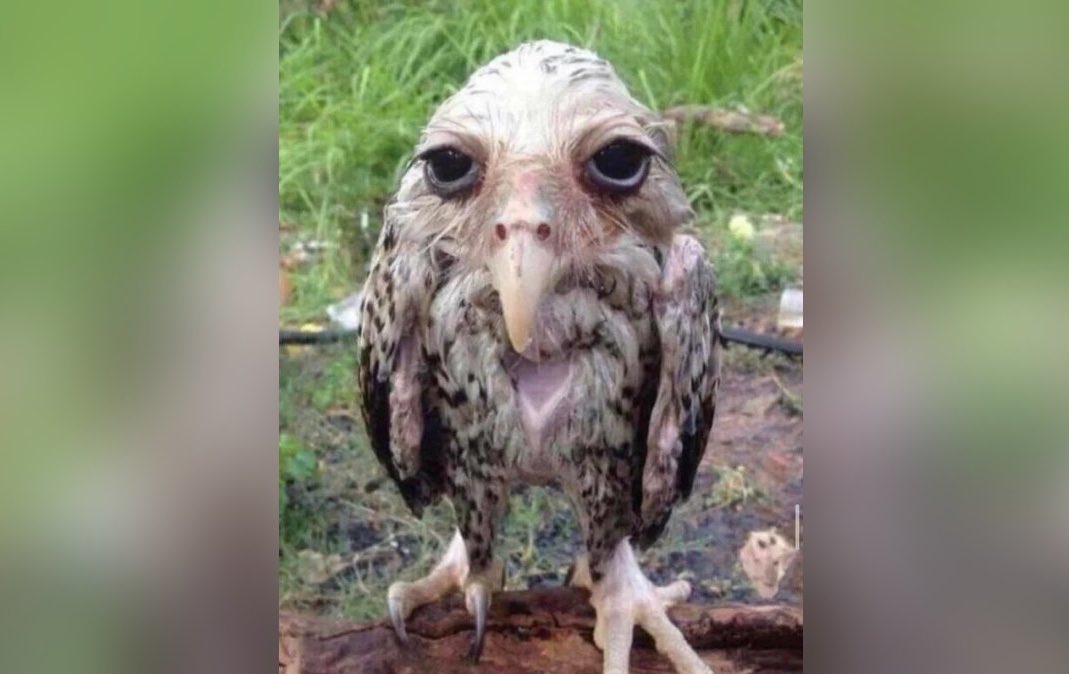 Friendly reminder that owls are not waterproof. This is why you never see them in the rain