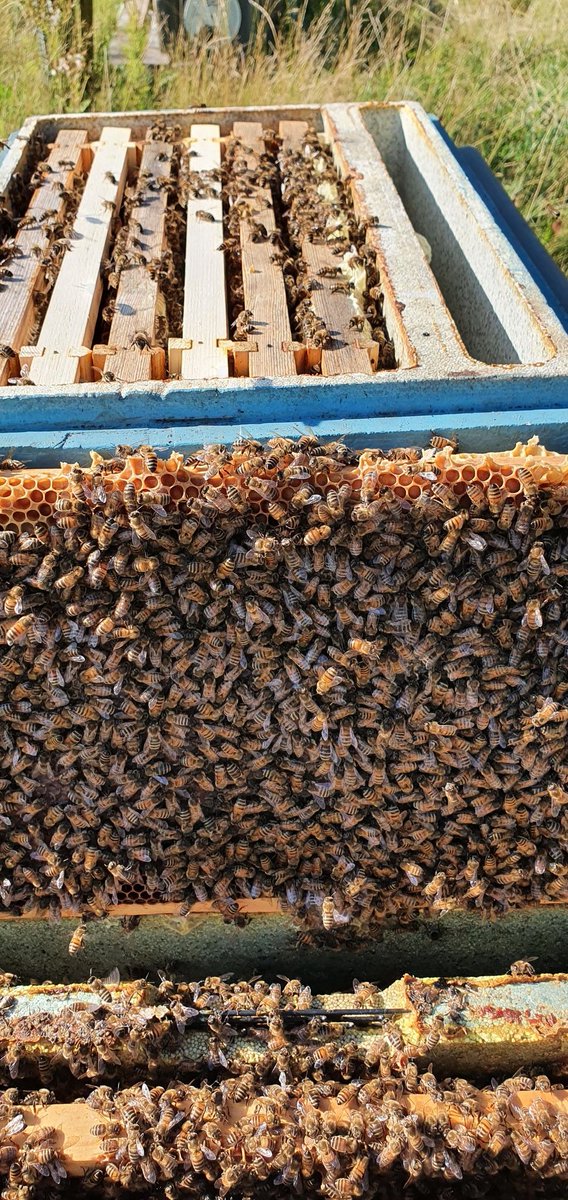 Out feeding over a 100 nucs this afternoon 1:1 syrup to keep that queens laying and build them up for winter. The splits are looking great and expanding fast others in the nursery that needed space got an extension boxes on. #beefarmer #honeybees #pollination2023