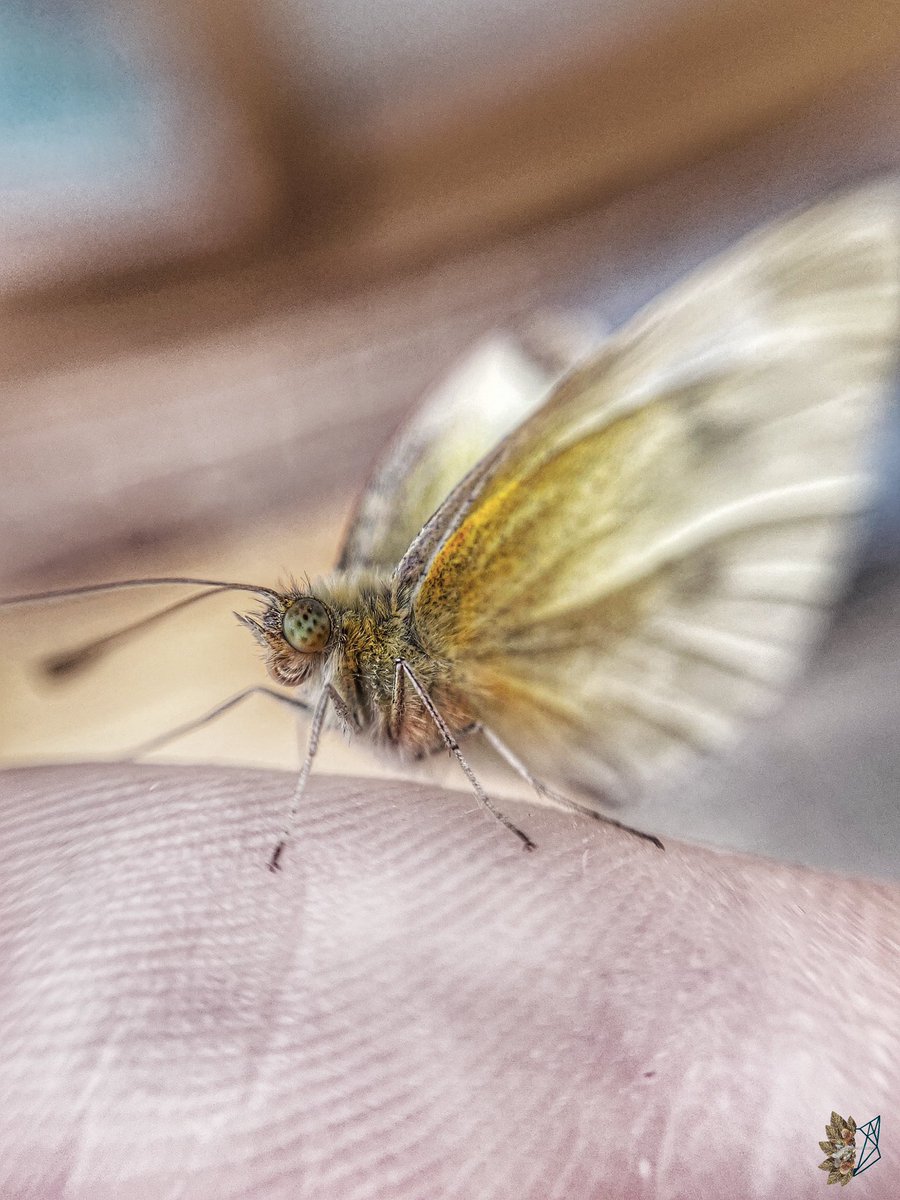 𝒜 𝐹𝓁𝓊𝓉𝓉𝑒𝓇 𝑜𝒻 𝒶 𝒟𝓇𝑒𝒶𝓂

#InsectThursday #Macro #macrophotography #Butterfly #butterflycount #nature #NaturePhotography #TwitterNatureCommunity #TwitterNaturePhotography #photography #photo #photograph #PhotographyCommunity #PhotoOfTheDay #GardenersWorld #Beautiful