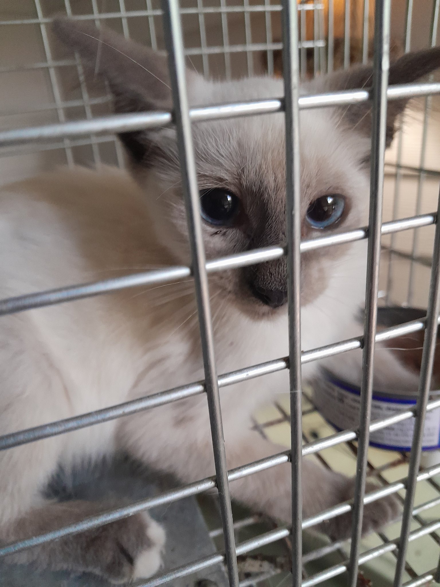 1. Kitten Chorus: The Purrfect Crossword Clue - 629cgf0
