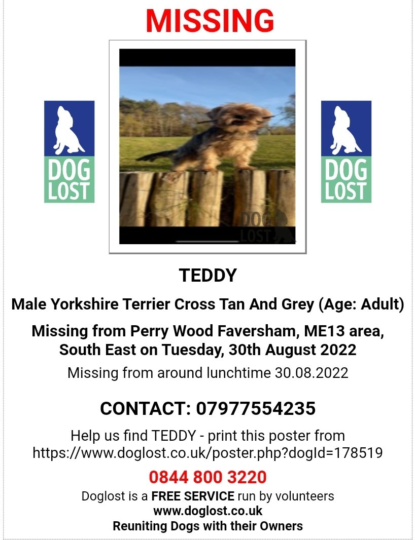 🐕 TEDDY has been missing since lunchtime on 30 August in the Perry Wood #ME13 area #Kent. He’s a tan &amp; grey neutered Yorkshire Terrier.
A reward is being offered for any information leading to his safe return 🙏Please RT &amp; look out for Teddy🙏
@MarkPoli85
doglost.co.uk/dog-blog.php?d…