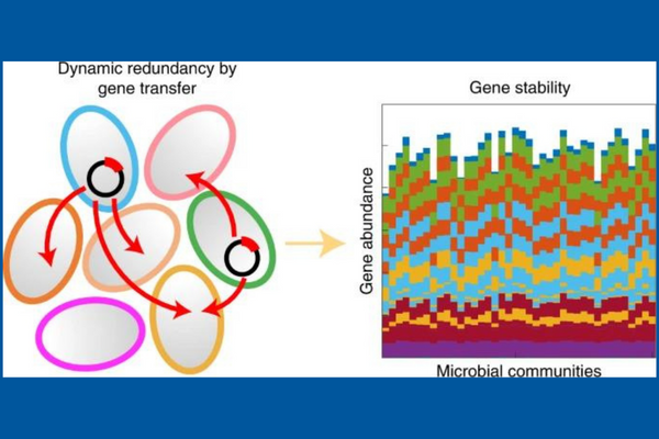 Microbial communities pass genes around in a division of labor that allows genes to function regardless of the members of the community. Read more: ow.ly/voCU50Kyh6w
<a href="/DukeGenomics/">DukePrecisionGenomics</a> <a href="/DukeEngineering/">Duke Engineering</a> <a href="/lingchongyou/">Lingchong You</a>