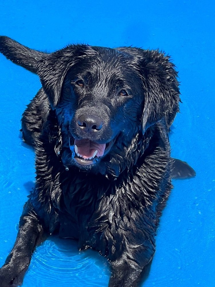 LFCSBlueDevils's tweet photo. 🐾Charlie🐾 is absolutely the best! Our high schoolers describe Charlie as loving, helpful, handsome, and up-lifting! LF middle schoolers agree!
LF wishes all a wonderful long weekend and extra playtime for Charlie!
#LFLeads #LFHS #LFMS #THIS #WSES https://t.co/FoFQtbwgmd