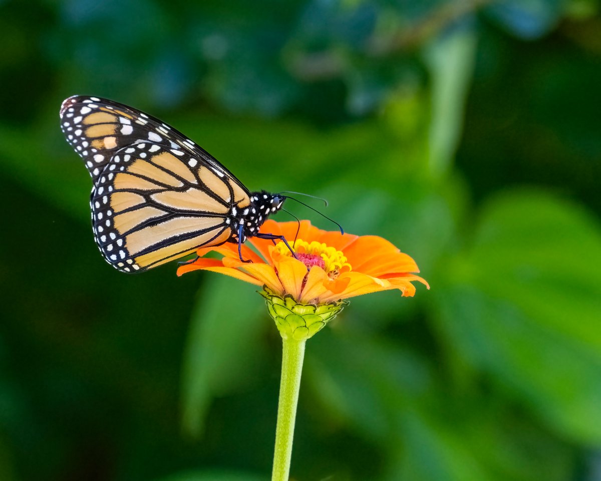 Posing for a photo. Thank you. #Butterfly #NikonUSA #NikonZ9