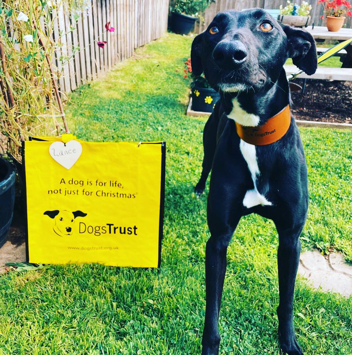 Long legged Lance was next in line today to head off to his new home 📸🥰 @dogstrust #AdoptDontShop #lurcher #rescue