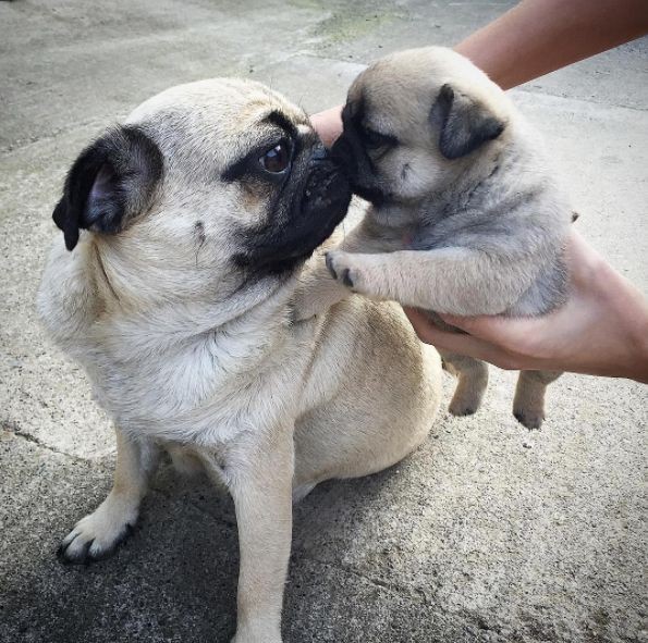 pug_lovers_zone's tweet photo. Cute Mom Love π
#pug #pugs #scribblepug #dog #dogs #dogsoftwitter #pet https://t.co/OSx5vsgMm7