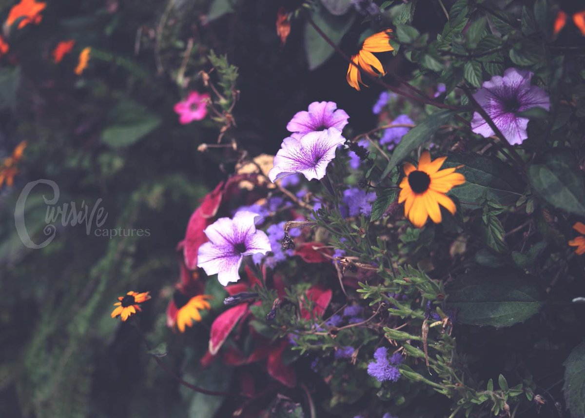 CursiveCaptures tweet picture