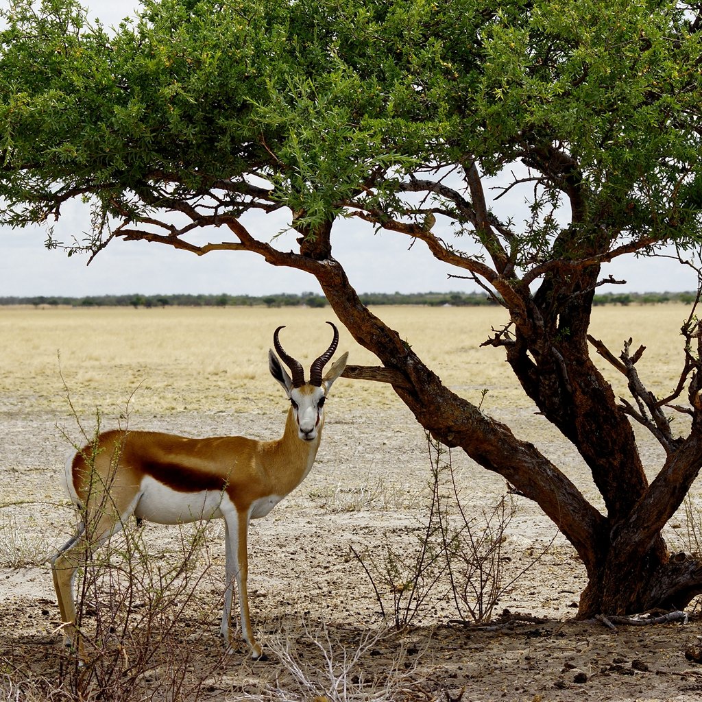 A #Springbok under a #tree in #Kalahari
.
.
.
#Antelope
#graze
#BrownAnimal
#savanna
#Herbivore
#Mammal
#AfricanAnimal
#ExploreAfrica
#AfricaTrip
#WildlifeAfrica

#NatureHabitat #AnimalView #WildlifeLover #EnglishCourses #Nature #Animals #WildlifeProtection #AnimalEnglish