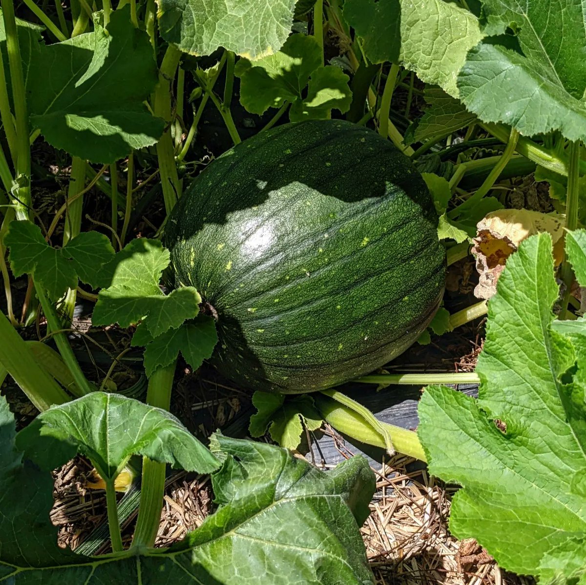 AngWxGrl's tweet photo. With the start of "meteorological" Fall, we're checking on the pumpkin crop on @fox2now and @kplr11. Tune in to see Bear the sweet farm dog. #farmlife #fallcrops @ThiesFarm https://t.co/4dQiOmWwTZ