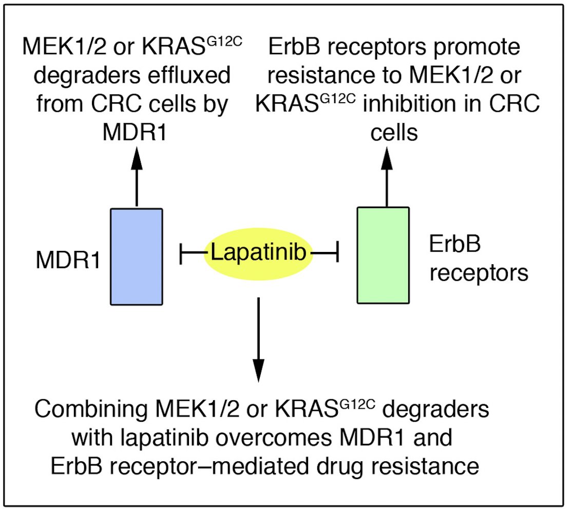Science Signaling (@scisignal) on Twitter photo How do cancers become resistant to #PROTACS? The Duncan lab finds that #cancer cell lines can resist PROTACs through the efflux pump MDR1, but that the approved drug lapatinib resensitizes tumors to these promising therapies in mice. <a href="/FoxChaseCancer/">Fox Chase Cancer Center</a> fcld.ly/ulj4mlb How do cancers become resistant to #PROTACS? The Duncan lab finds that #cancer cell lines can resist PROTACs through the efflux pump MDR1, but that the approved drug lapatinib resensitizes tumors to these promising therapies in mice. <a href="/FoxChaseCancer/">Fox Chase Cancer Center</a> fcld.ly/ulj4mlb