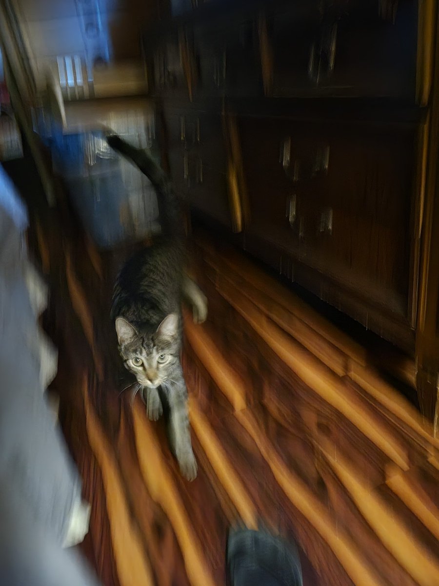 DarlingJenn's tweet photo. This cat woke me up from my nap. It is not my cat. #NotMyCat #NapInterrupted #CatsOfTwitter https://t.co/NAr57iO8VT