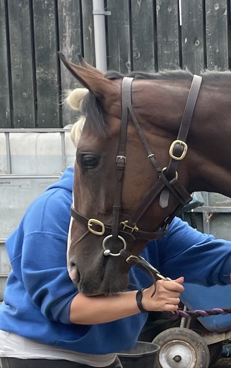 VitruvianB's tweet photo. Final sales prep touches ✨

👟 Daily Walking in our 20x60m School 

🫁 Lungeing 

👩🏻‍🎓 In-Hand Roadwork with our Elder Hunt Mares to mentor youngsters 

🧠 Establishing Ground Manners &amp; Confidence

✨ Conditioning with @TeamSPILLERS Horse Feeds

🪞Show Practice

🧴 Mane Pull/Trims https://t.co/B5R5tSB8CT