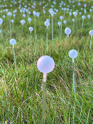 DeborahLeagueFA's tweet photo. Longwood Gardens light installation 2022 by artist Bruce Munro. Lighted #flowerstems rising from the fields bordering the large and small lakes. #longwoodgardens #lightinstallation #lightart #nightart #buyintoart #FallForArt #illuminated
AVAILABLE HERE - https://t.co/eRJvxdCzPZ https://t.co/02wEQlakVw