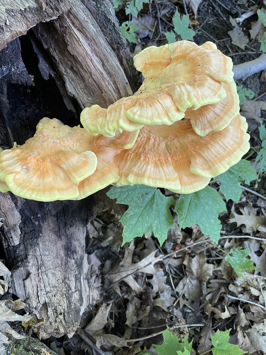 Signage always helps knowing where to find the chickens #fungi #chickenofthewoods