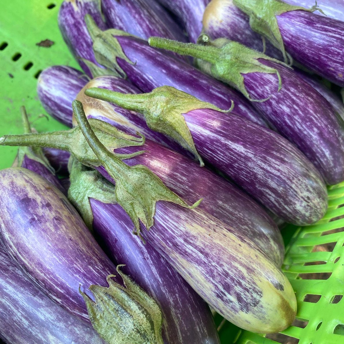 WeGrowGood's tweet photo. Harvest highlights from the week! Okra, eggplant, cherry tomatoes, radishes, basil, zucchini and lots of corn. 🌱

#UrbanFarming #LosAngeles https://t.co/T3yDQtrLzF