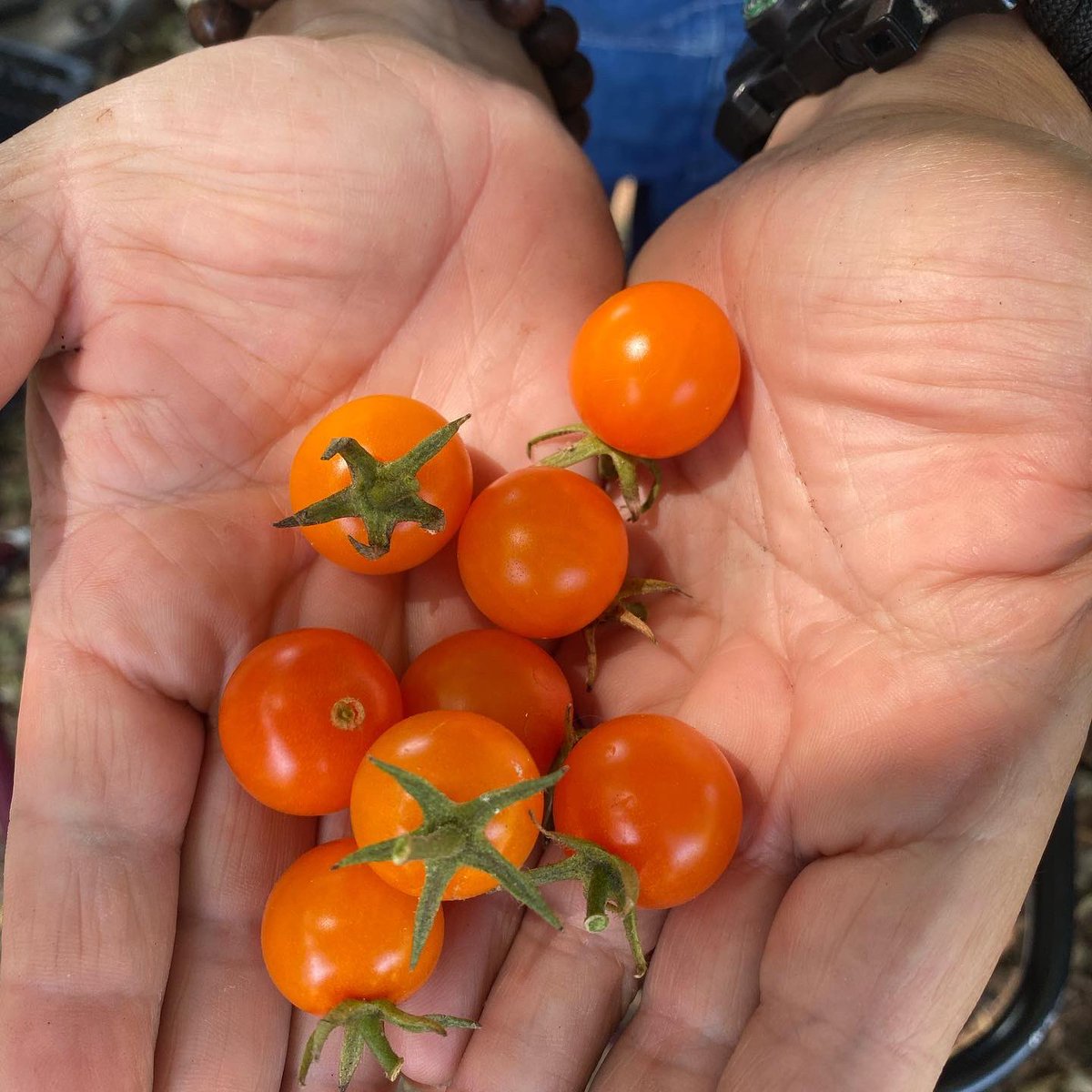 WeGrowGood's tweet photo. A friendly reminder, we now have plants for sale! All proceeds go back to supporting our nonprofit urban farm and our mission to provide fresh produce and programs for the Bell Shelter. Email sales@grow-good.org to learn more 😁 https://t.co/PWhmO3KREB